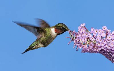 Attracting Butterflies and Hummingbirds