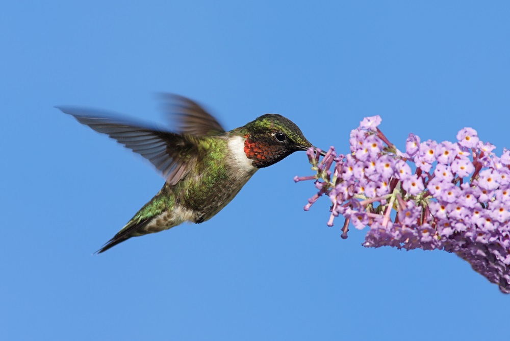 Attracting Butterflies and Hummingbirds