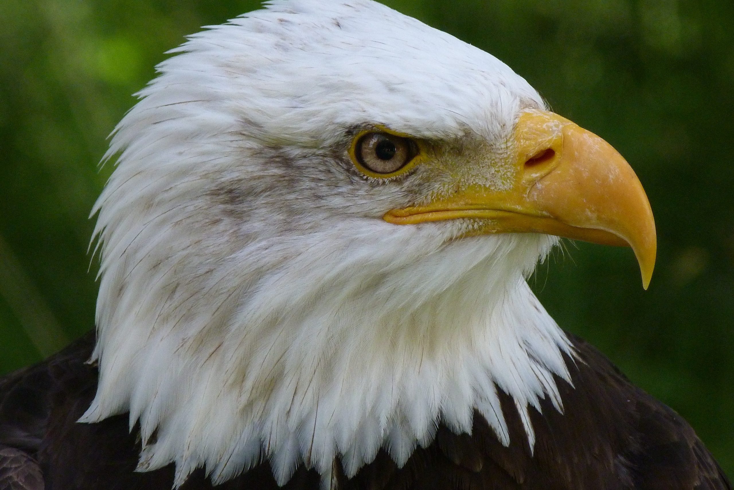 Eagle-Priority-Insurance