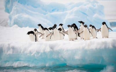 Can Seniors Travel to Antarctica?